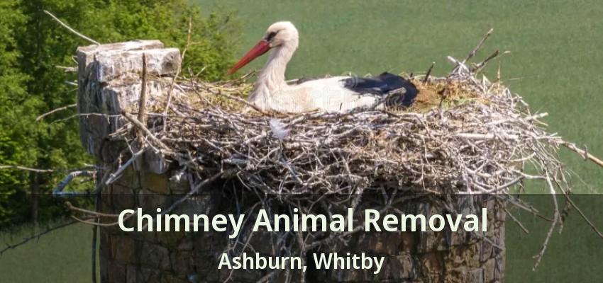 Chimney Animal Removal Ashburn, Whitby - ON