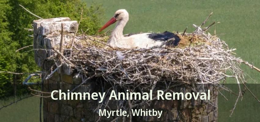 Chimney Animal Removal Myrtle, Whitby - ON