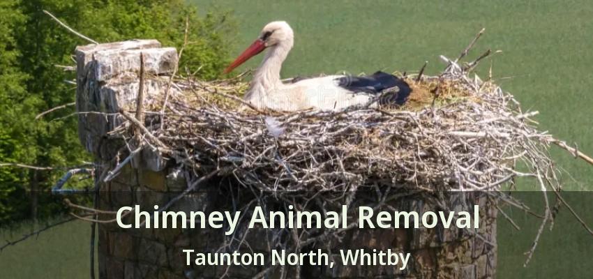 Chimney Animal Removal Taunton North, Whitby - ON