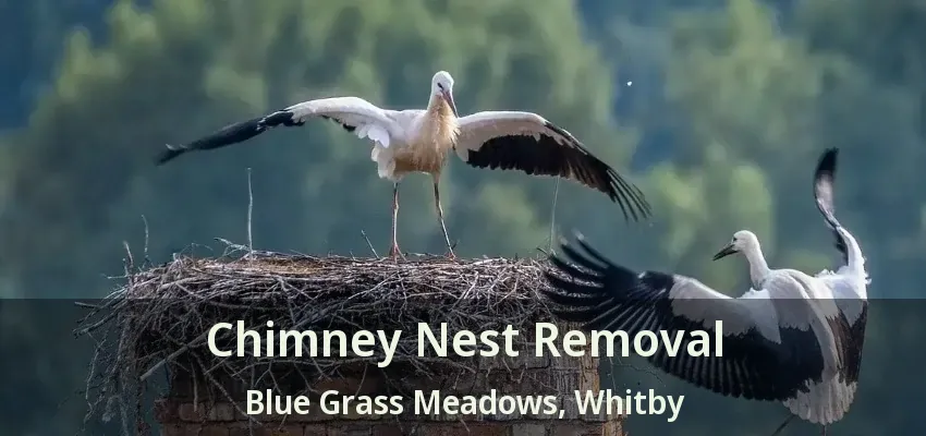 Chimney Nest Removal Blue Grass Meadows, Whitby - ON
