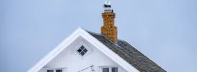 Chimney Nest Removal Downtown Whitby, Whitby